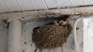 Attēlu rezultāti vaicājumam “Hirundo rustica nest”