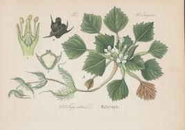 Attēlu rezultāti vaicājumam “Trapa natans”