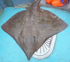 Image result for Dipturus intermedius