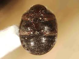 Attēlu rezultāti vaicājumam “Byrrhidae”