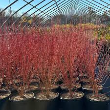 Attēlu rezultāti vaicājumam “Cornus sericea”