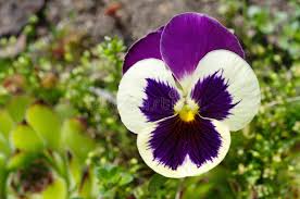 Attēlu rezultāti vaicājumam “Viola tricolor flower”