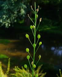 Attēlu rezultāti vaicājumam “Armoracia rusticana bud”
