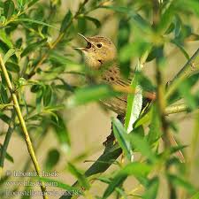 Image result for Locustella naevia