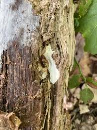 Attēlu rezultāti vaicājumam “Perenniporia medulla-panis”