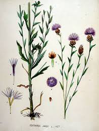 Attēlu rezultāti vaicājumam “Centaurea jacea leaf”