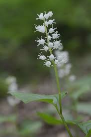 Attēlu rezultāti vaicājumam “Maianthemum bifolium”