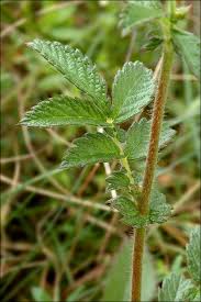 Image result for Agrimonia eupatoria