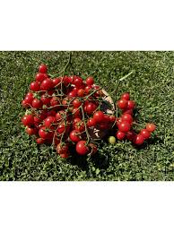 Afbeeldingsresultaat voor rose quartz tomato