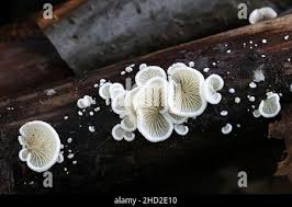 Attēlu rezultāti vaicājumam “Crepidotus versutus”