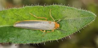 Attēlu rezultāti vaicājumam “Eilema depressa imago”