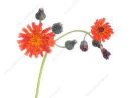 Image result for Hieracium aurantiacum