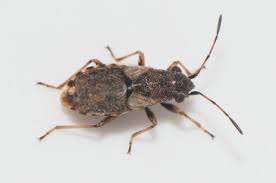 Attēlu rezultāti vaicājumam “Nithecus jacobaeae”