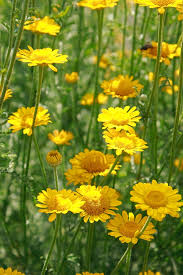 Image result for Färberkamille