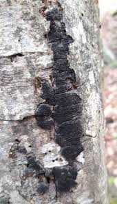 Attēlu rezultāti vaicājumam “Anthostoma decipiens”