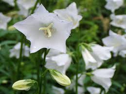 Attēlu rezultāti vaicājumam “Campanula persicifolia bud”