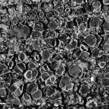 Attēlu rezultāti vaicājumam “Hypocenomyce friesii”