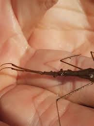 Attēlu rezultāti vaicājumam “Ranatra linearis”