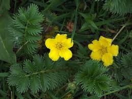 Attēlu rezultāti vaicājumam “Argentina anserina”