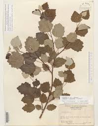 Attēlu rezultāti vaicājumam “Populus x canescens”