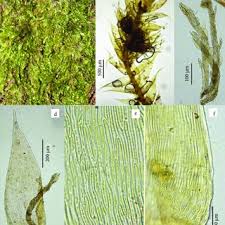 Attēlu rezultāti vaicājumam “Homomallium incurvatum sporophyte”