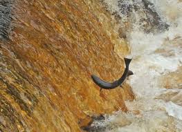 Image result for Annbank Angling Club