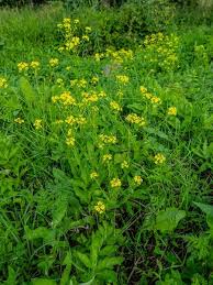 Attēlu rezultāti vaicājumam “Bunias orientalis flower”