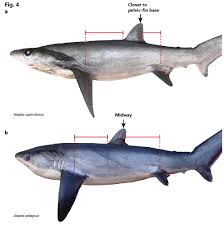 Image result for Alopias superciliosus