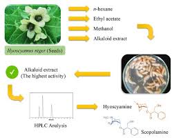 Attēlu rezultāti vaicājumam “Hyoscyamus niger”