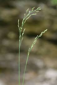 Attēlu rezultāti vaicājumam “Poa nemoralis fruit”