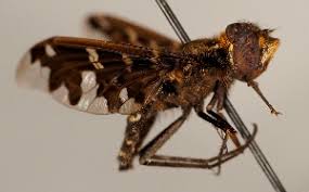 Attēlu rezultāti vaicājumam “Exoprosopa capucina”