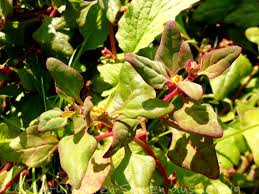 Image result for Neuseeländer Salat