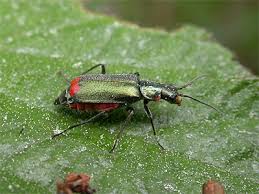 Attēlu rezultāti vaicājumam “Malachius bipustulatus”