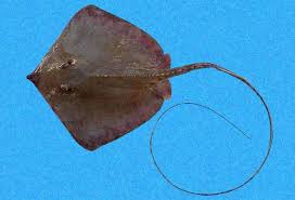 Image result for Hypanus say