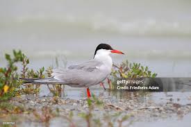Attēlu rezultāti vaicājumam “Sterna hirundo”