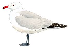 Image result for Larus audouinii