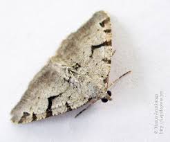 Attēlu rezultāti vaicājumam “Macaria wauaria”