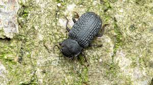 Attēlu rezultāti vaicājumam “Bolitophagus reticulatus”