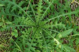 Attēlu rezultāti vaicājumam “Cirsium palustre leaf”
