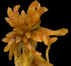 Attēlu rezultāti vaicājumam “Sphagnum fuscum”