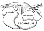 File:Abomasum (PSF).png - Wikipedia, the free encyclopedia
