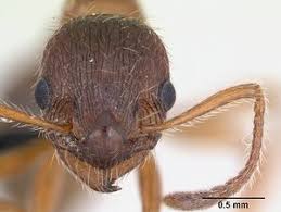 Attēlu rezultāti vaicājumam “Myrmica rubra”