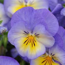 Image result for Viola cornuta