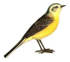 Attēlu rezultāti vaicājumam “Motacillidae”