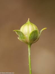 Attēlu rezultāti vaicājumam “Linum usitatissimum bud”