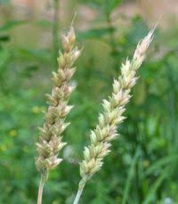 Attēlu rezultāti vaicājumam “Triticum aestivum”