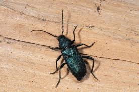 Attēlu rezultāti vaicājumam “Callidium violaceum”