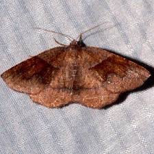 Attēlu rezultāti vaicājumam “Plagodis pulveraria”