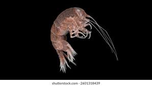 Attēlu rezultāti vaicājumam “Amphipoda”