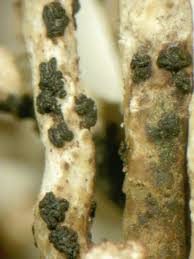 Attēlu rezultāti vaicājumam “Melanospora lagenaria”